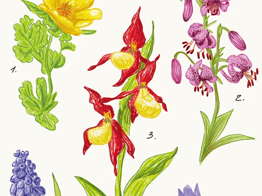 Cover image for Digital Botanical Illustration