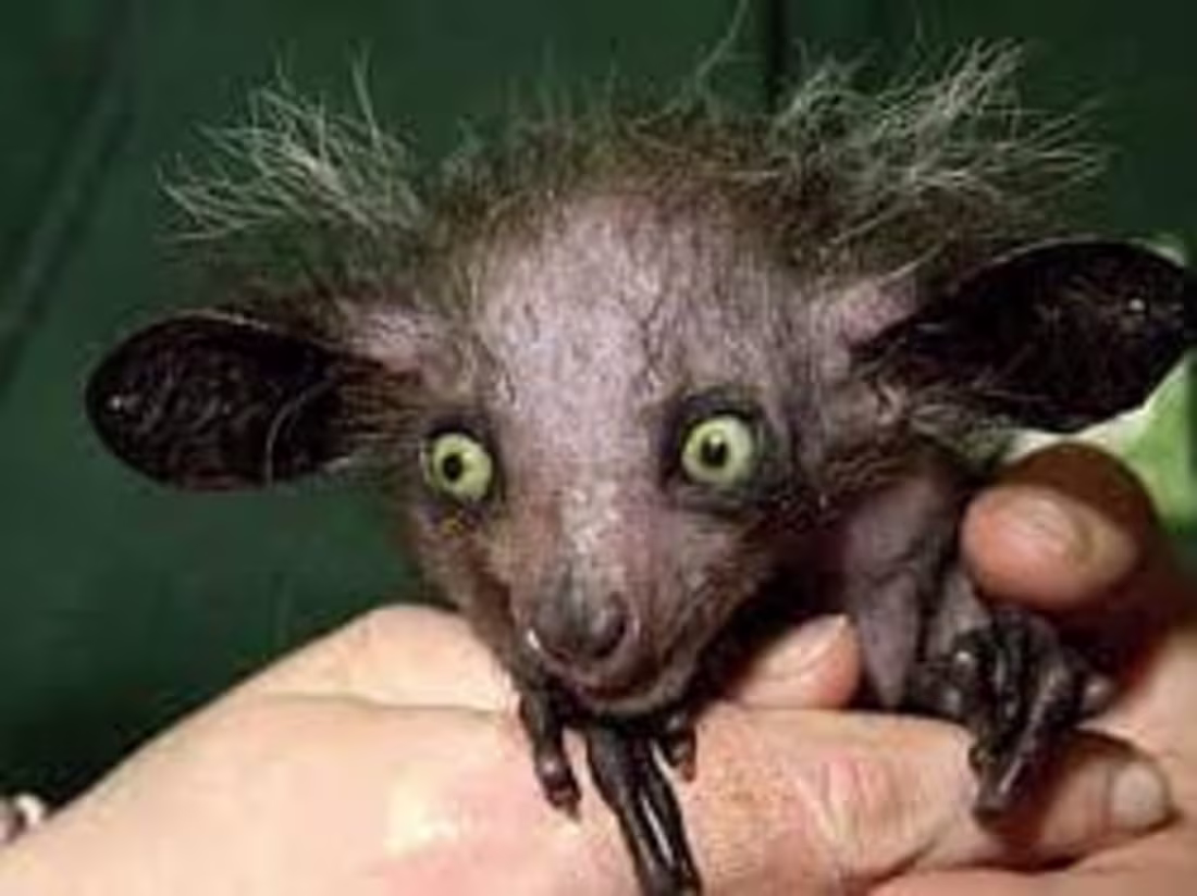 Cover image for Animals bizarre and true events 