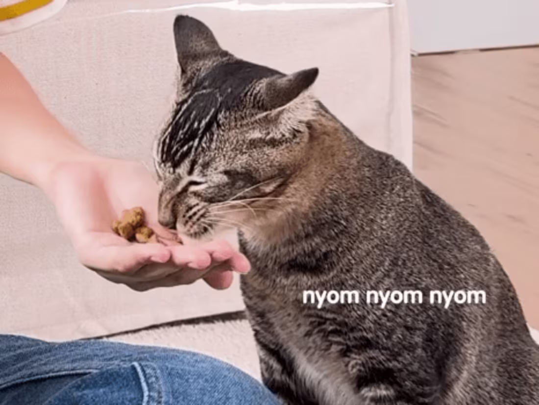 Cover image for Shake Shake Challenge | Promo Content