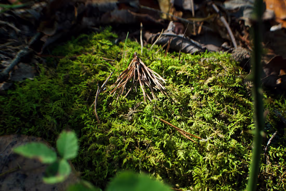 Cover image for Where the faeries play🧚🏻‍♀️🧚🏾🧚🏽‍♂️