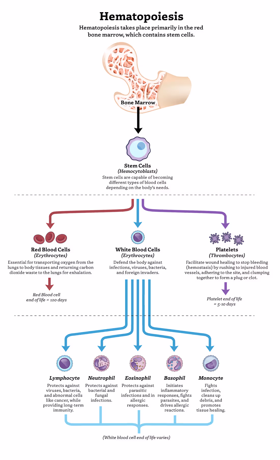 Cover image for Infographic of the Hematopoeisis process.