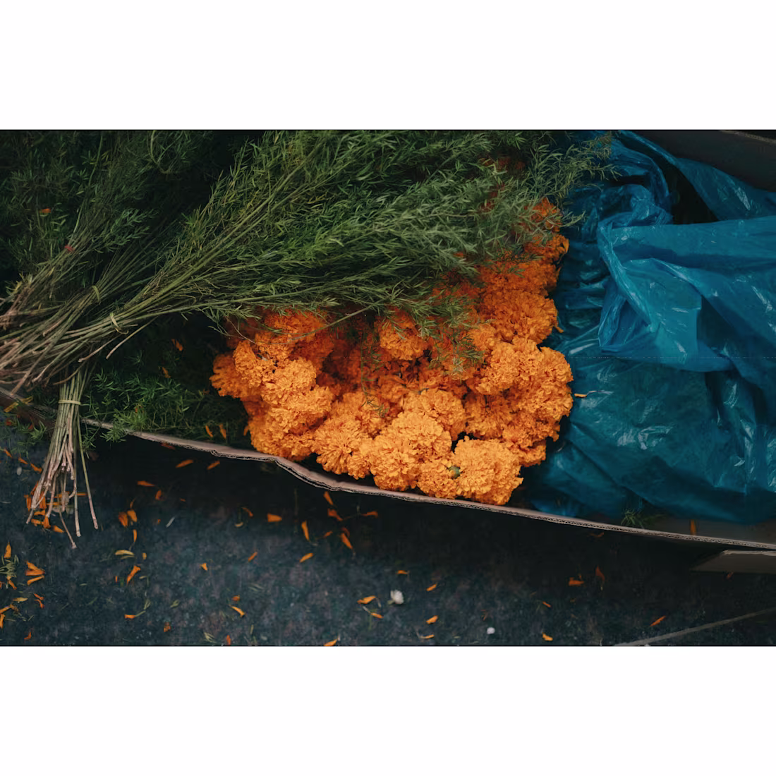 Cover image for Elements. Asthetics. Colours :: Behance