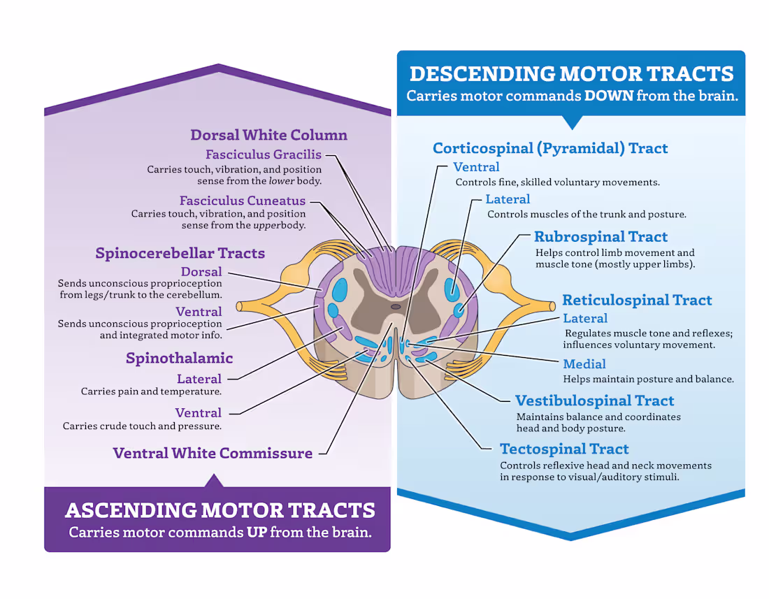Cover image for Infographic highlighting the parts of