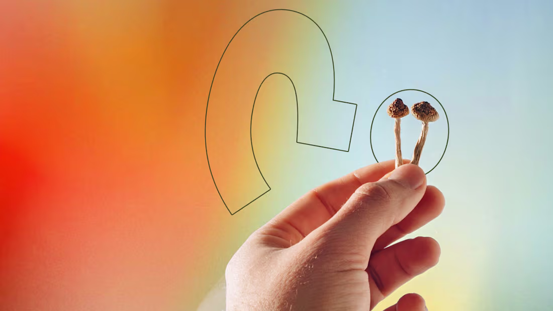 Cover image for SEO Content - How Many Shrooms?
