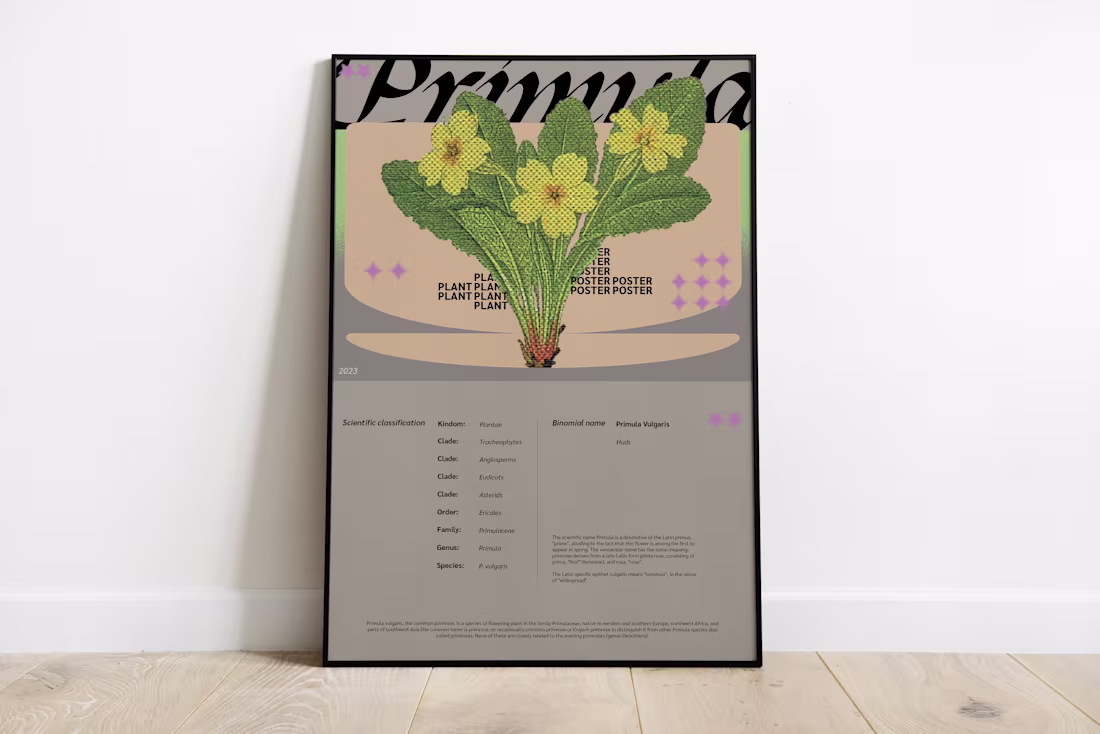 Cover image for Primula Poster
