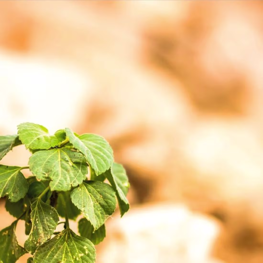 Cover image for Yaw Atta Boateng on Instagram: ”#sdg15 #socialmedia #graphicdes…