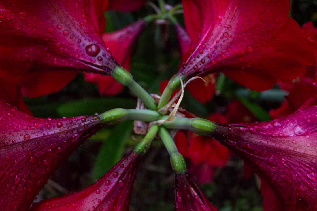 Cover image for Lifestyle & Nature Photography — Chelsea Willett Designs