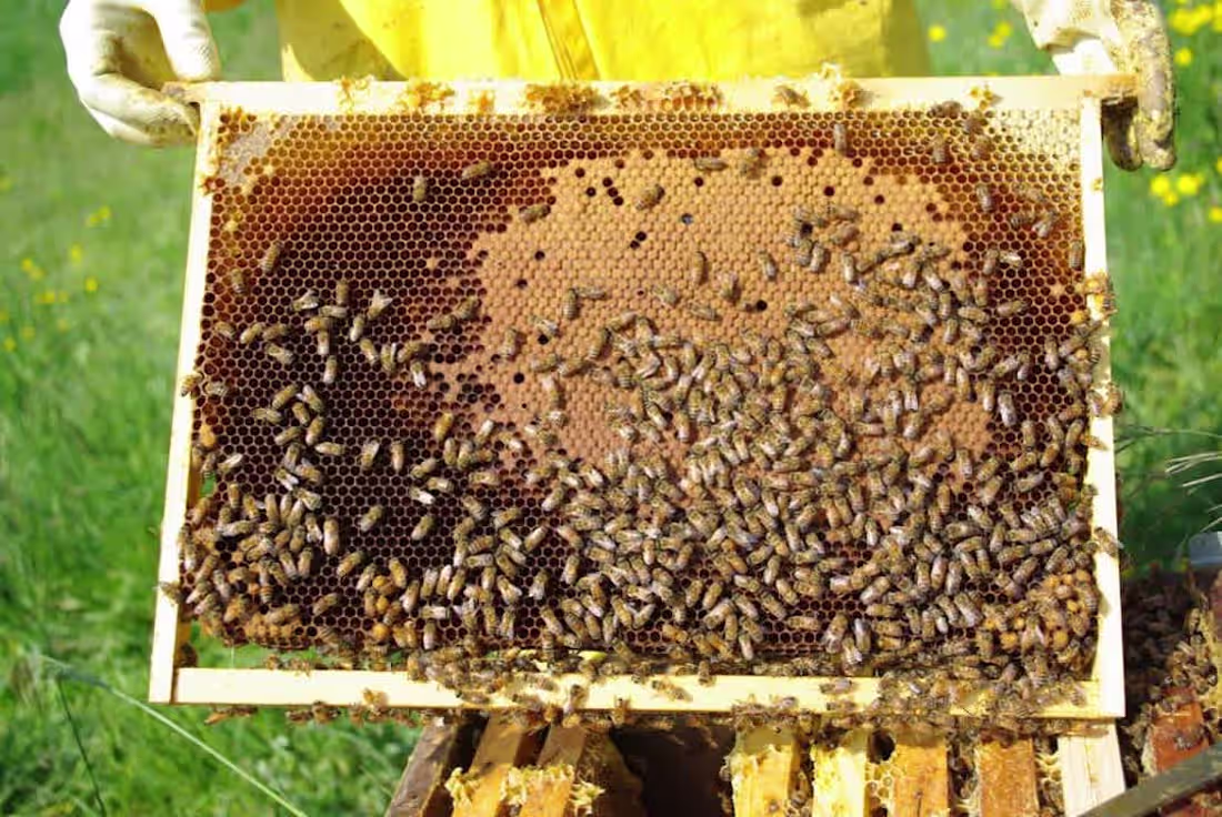 Cover image for Common Treatments Used for Vairimorpha (Nosema) spp. Control