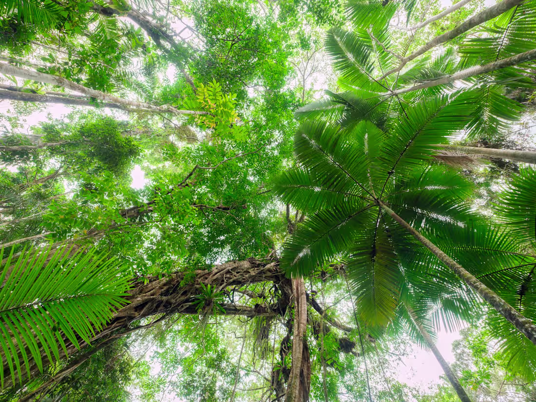Cover image for Far North Queensland tourism is Open for Business - Video
