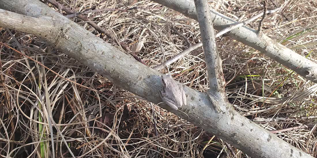 Cover image for The Path to Understanding Myself as AuDHD