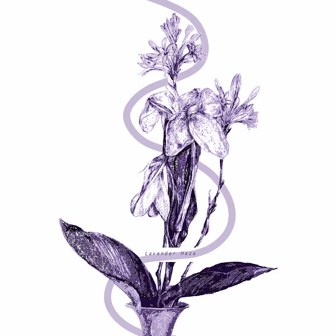 Cover image for Lavender :: Behance