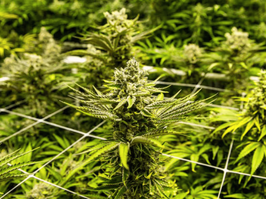 Cover image for The War on Marijuana: It’s Time to Call a Truce (Teens In Print)