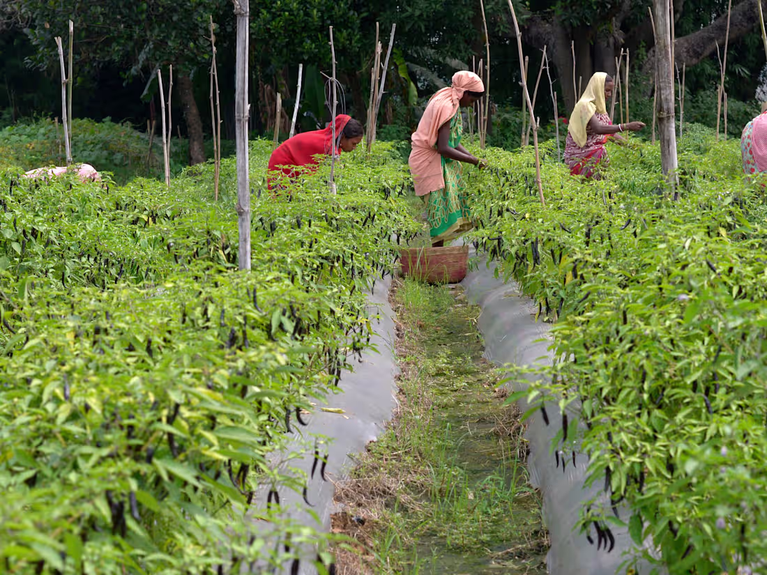 Cover image for Midline Project Evaluation - Japan International Cooperation