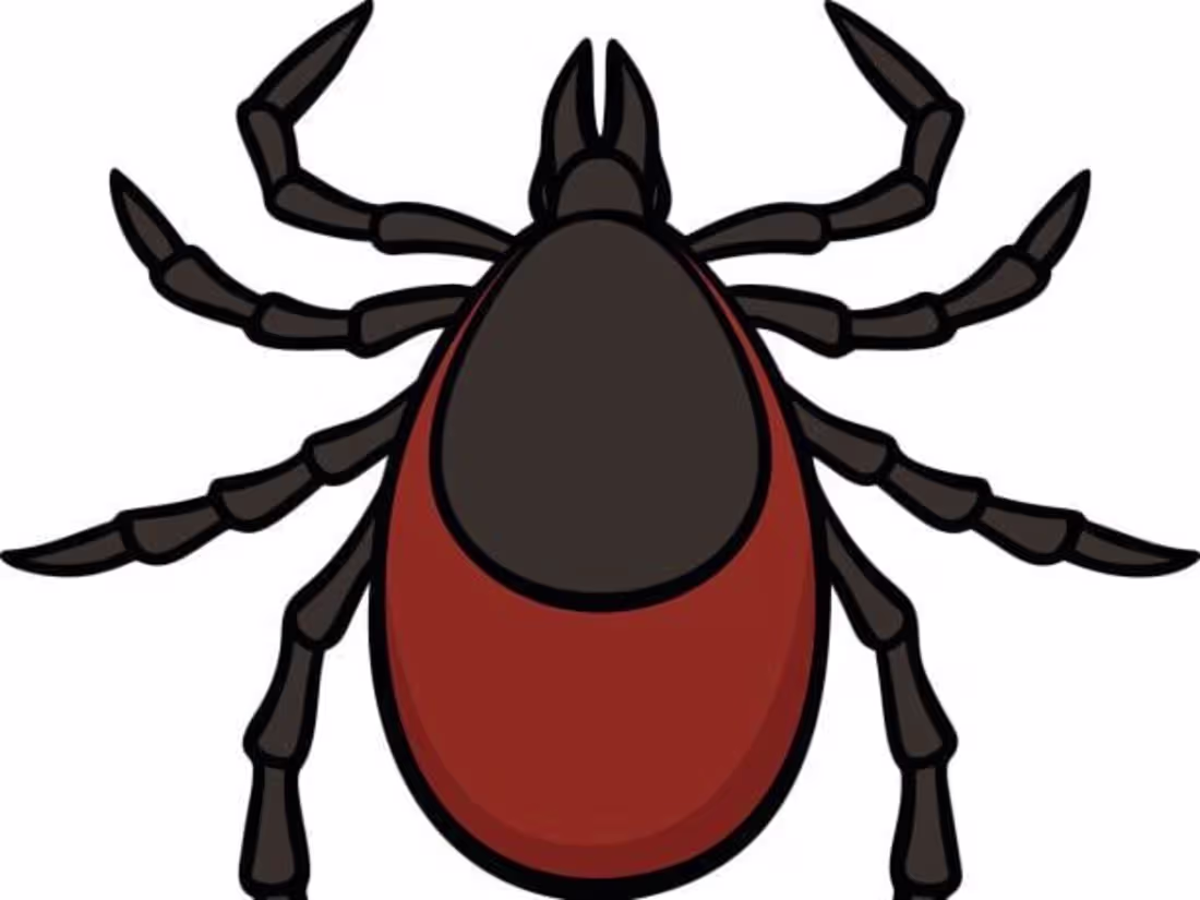 Cover image for Lyme Disease