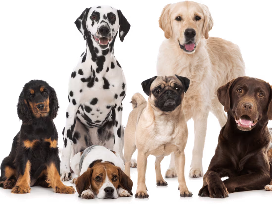 Cover image for PETCO | PREMIUM PET BRAND