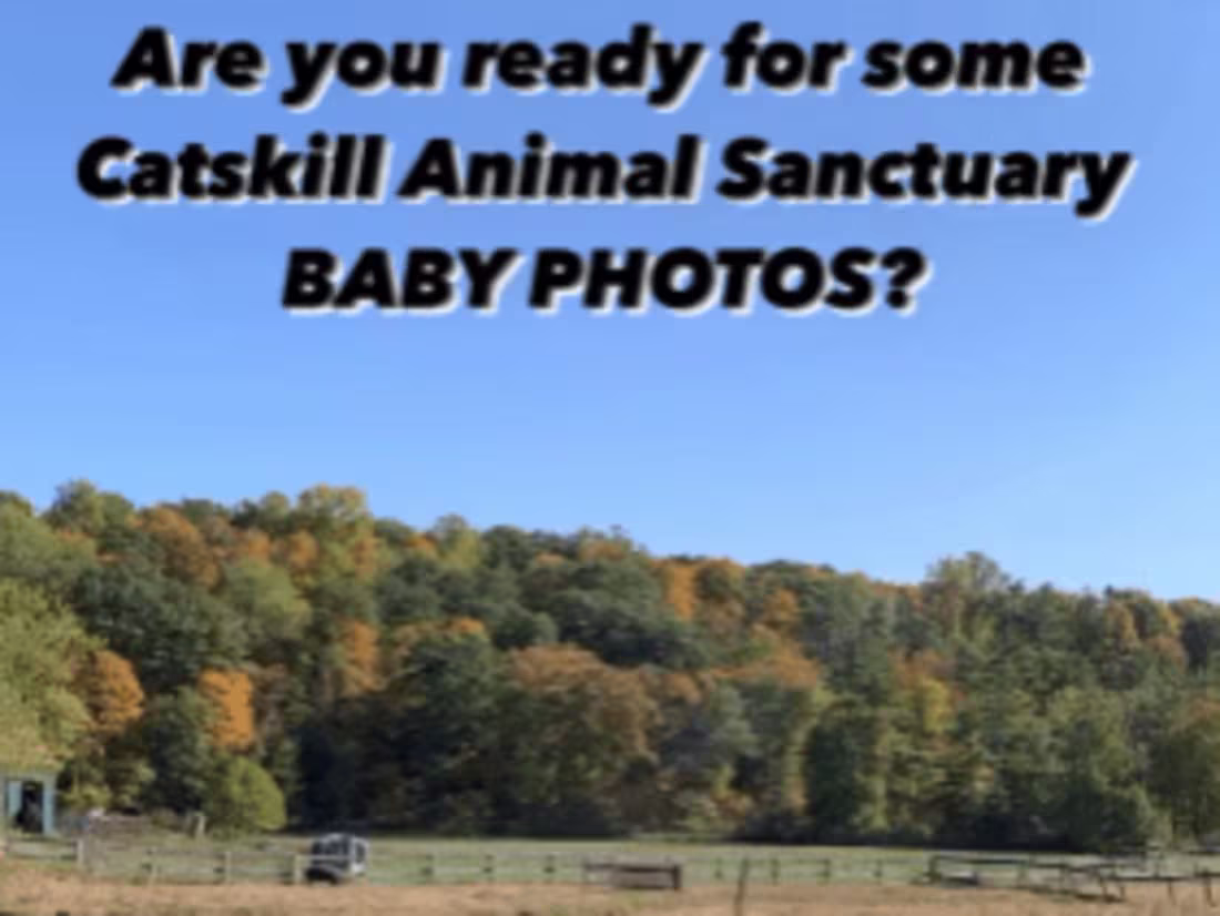 Cover image for Catskill Animal Sanctuary on Instagram: “It’s time to bust out …