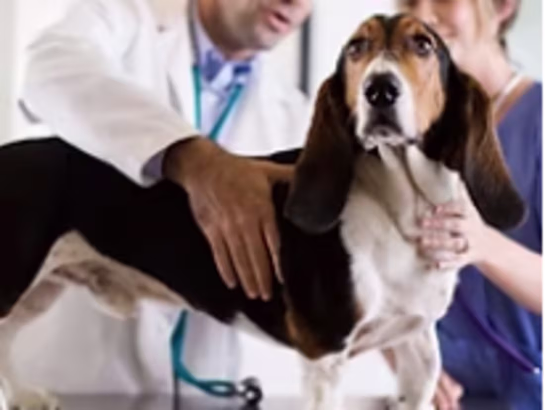 Cover image for Pet Health Challenge Marketing Materials