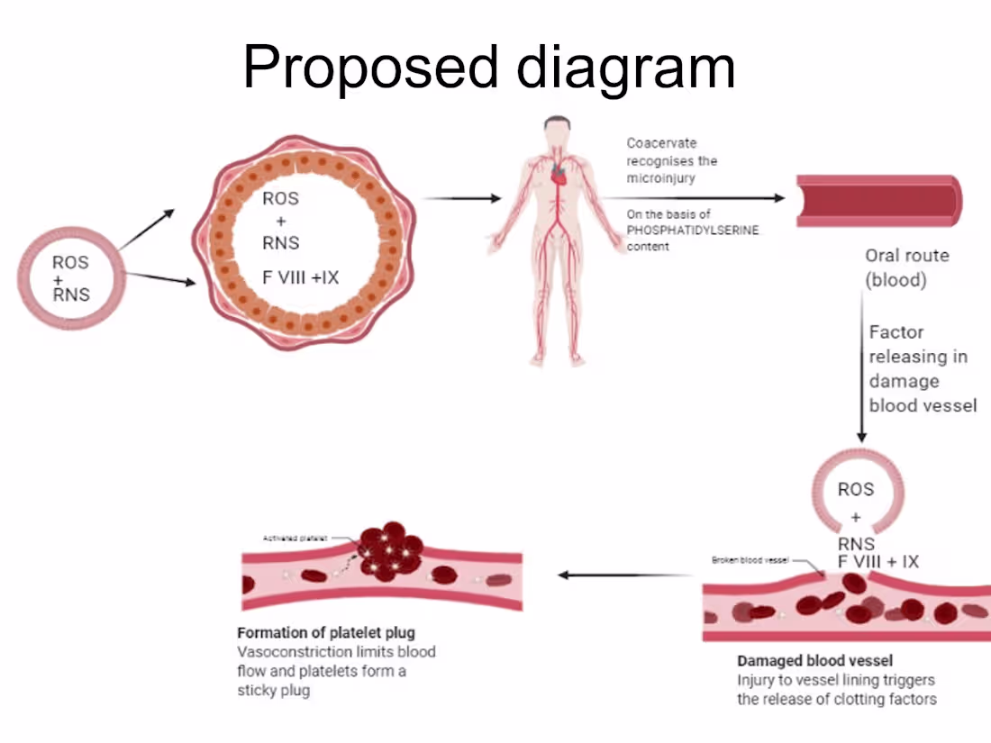 Cover image for Illustrating the Human Anatomy