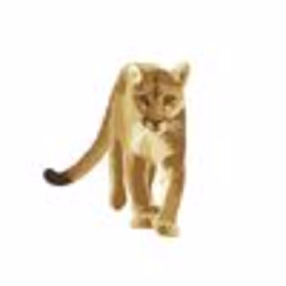 Cover image for Felidae Conservation Fund (@felidaefund) • Instagram photos and…