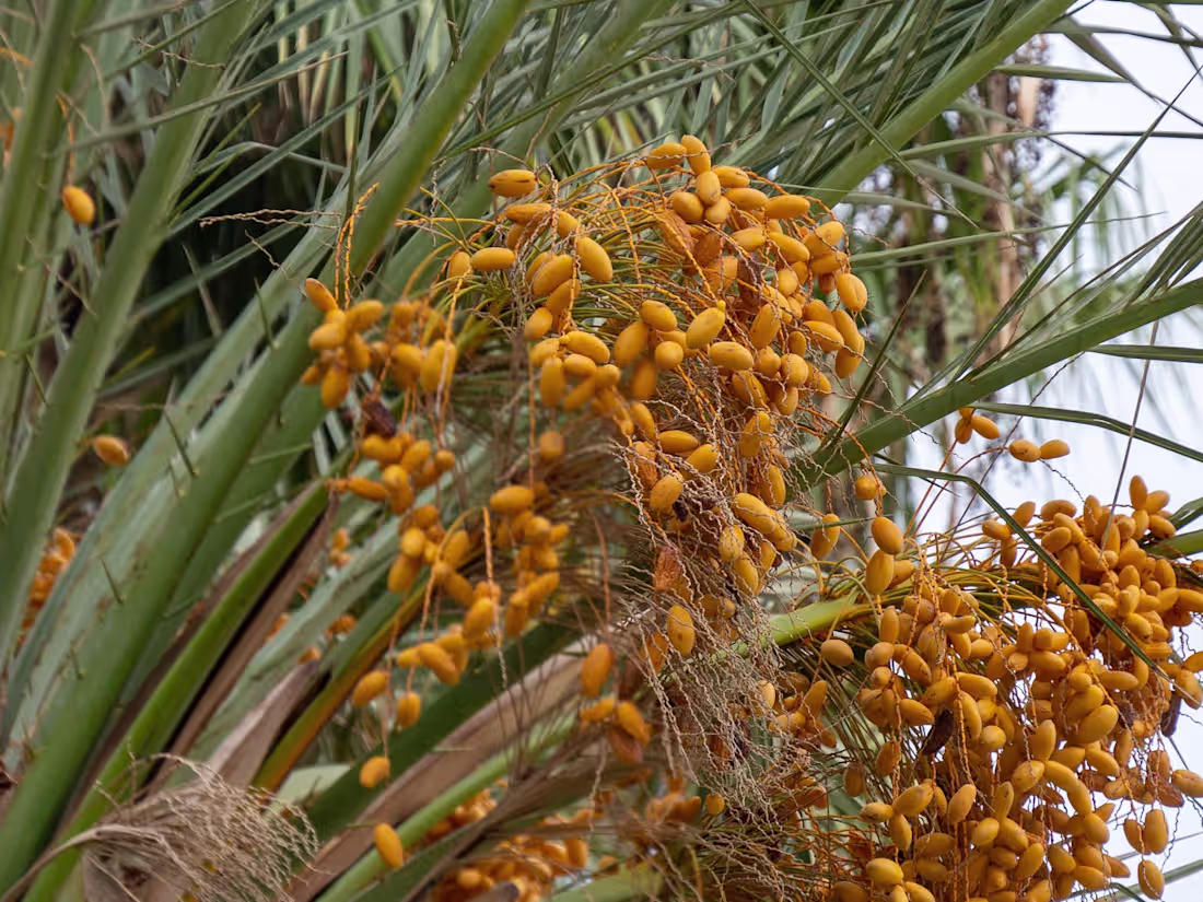 Cover image for The date palm tree: history & ecology.
