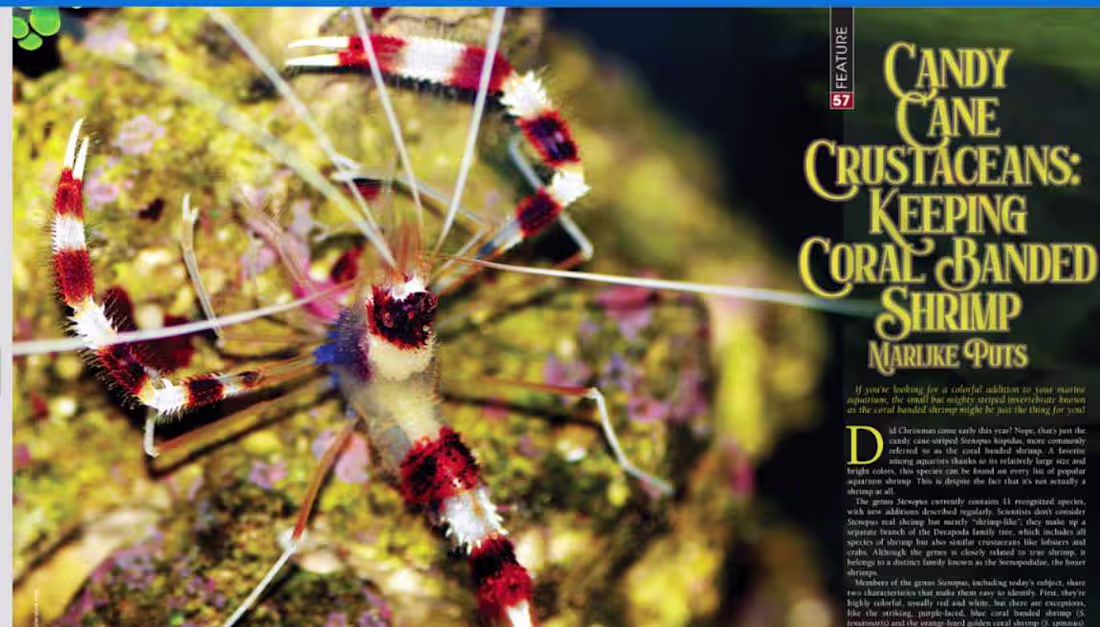 Cover image for Article Contributions for Tropical Fish Hobbyist