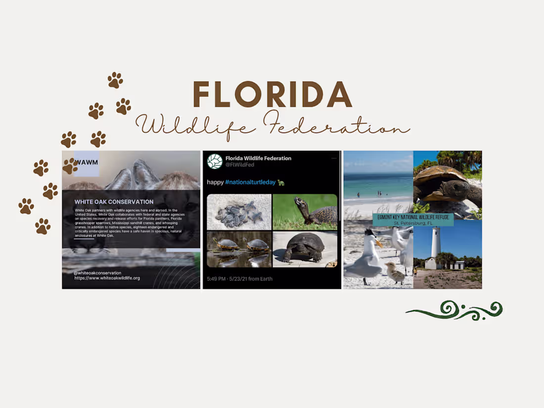 Cover image for Florida Wildlife Federation | Social Media Management