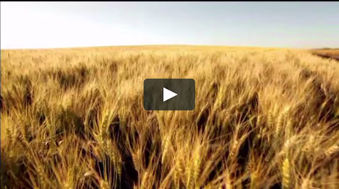 Cover image for  Titled: Elaine