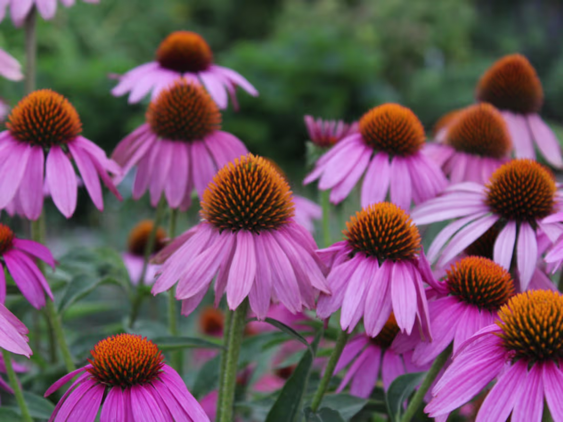 Cover image for Health & Wellness Blog Writer