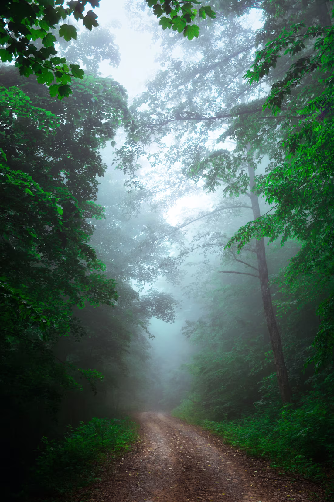 Cover image for Photo Editing Portfolio