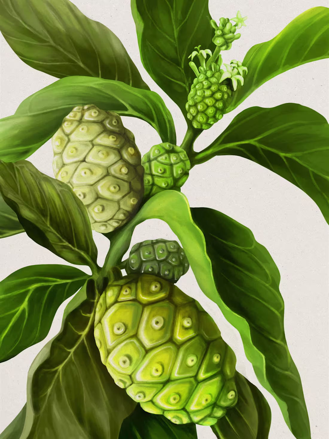 Cover image for Vitrue - Noni & Atiso Illustration for Packaging