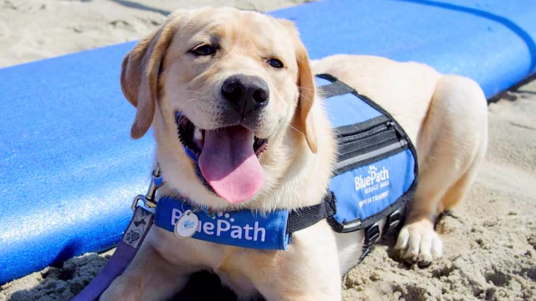 Cover image for BluePath Service Dogs Brand Identity