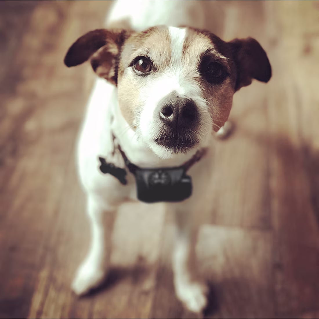 Cover image for NooBark Anti-Bark Collar :what are you working on? NooBark A...