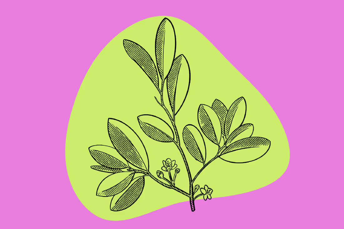 Cover image for SEO Journalism- Coca Leaf