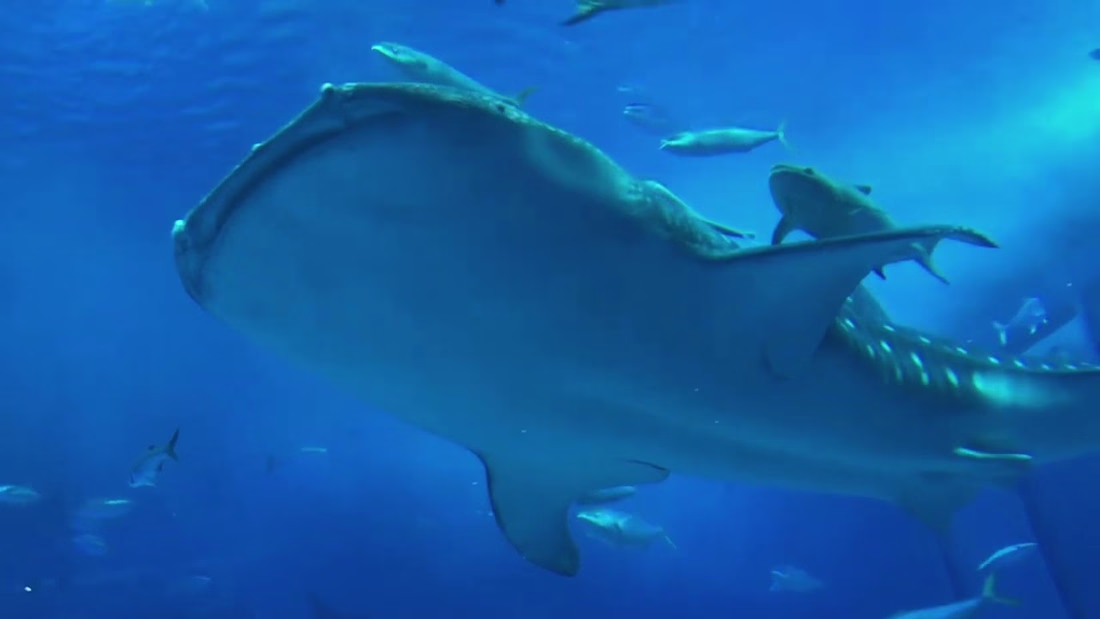 Cover image for Koi Fish History