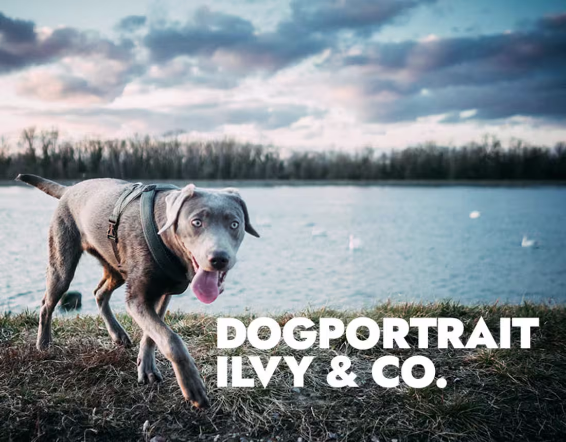 Cover image for Dogportrait Ilvy & Co