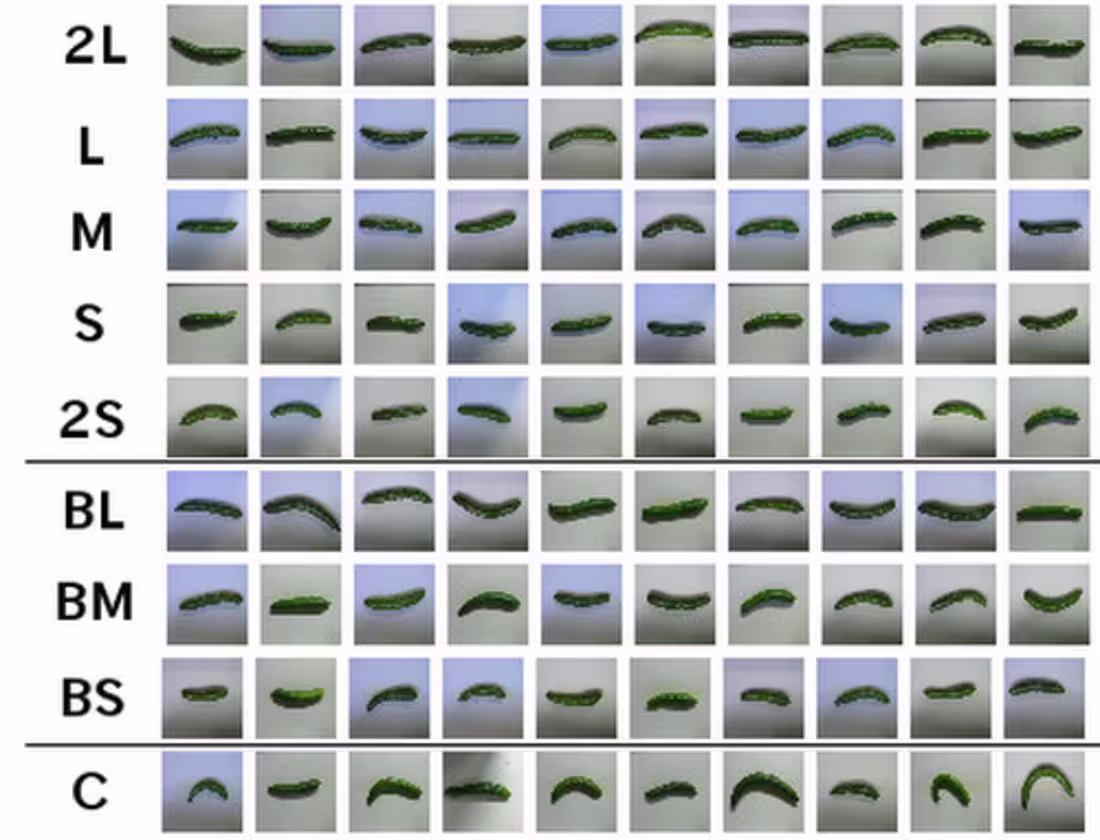 Cover image for AI-Powered Produce Inspection System