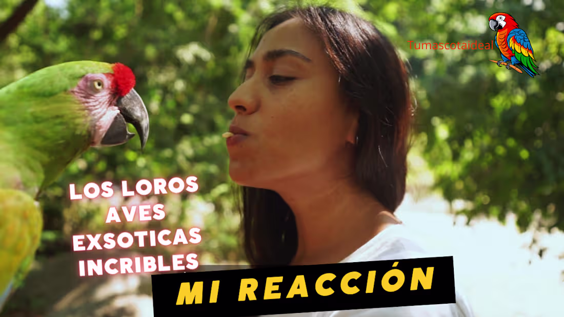 Cover image for Video para youtube de pagina web Tumascotaideal.com