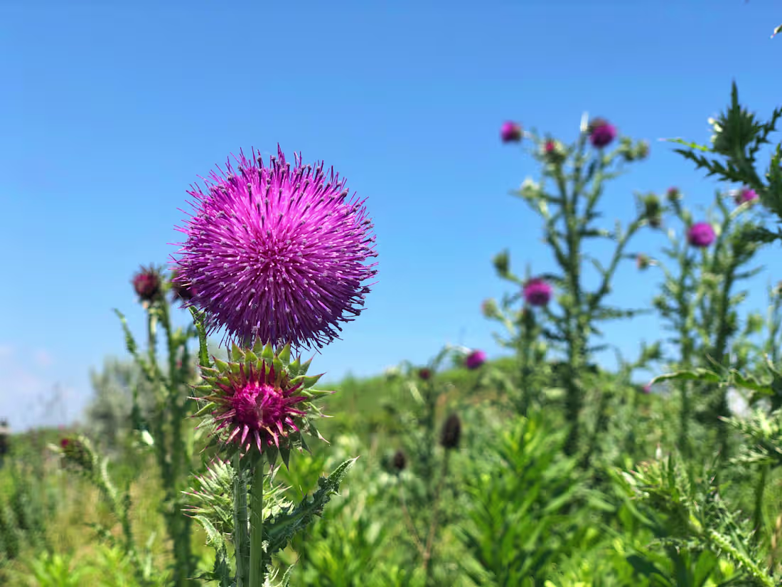 Cover image for What Is Musk Thistle? - Summit Lawns