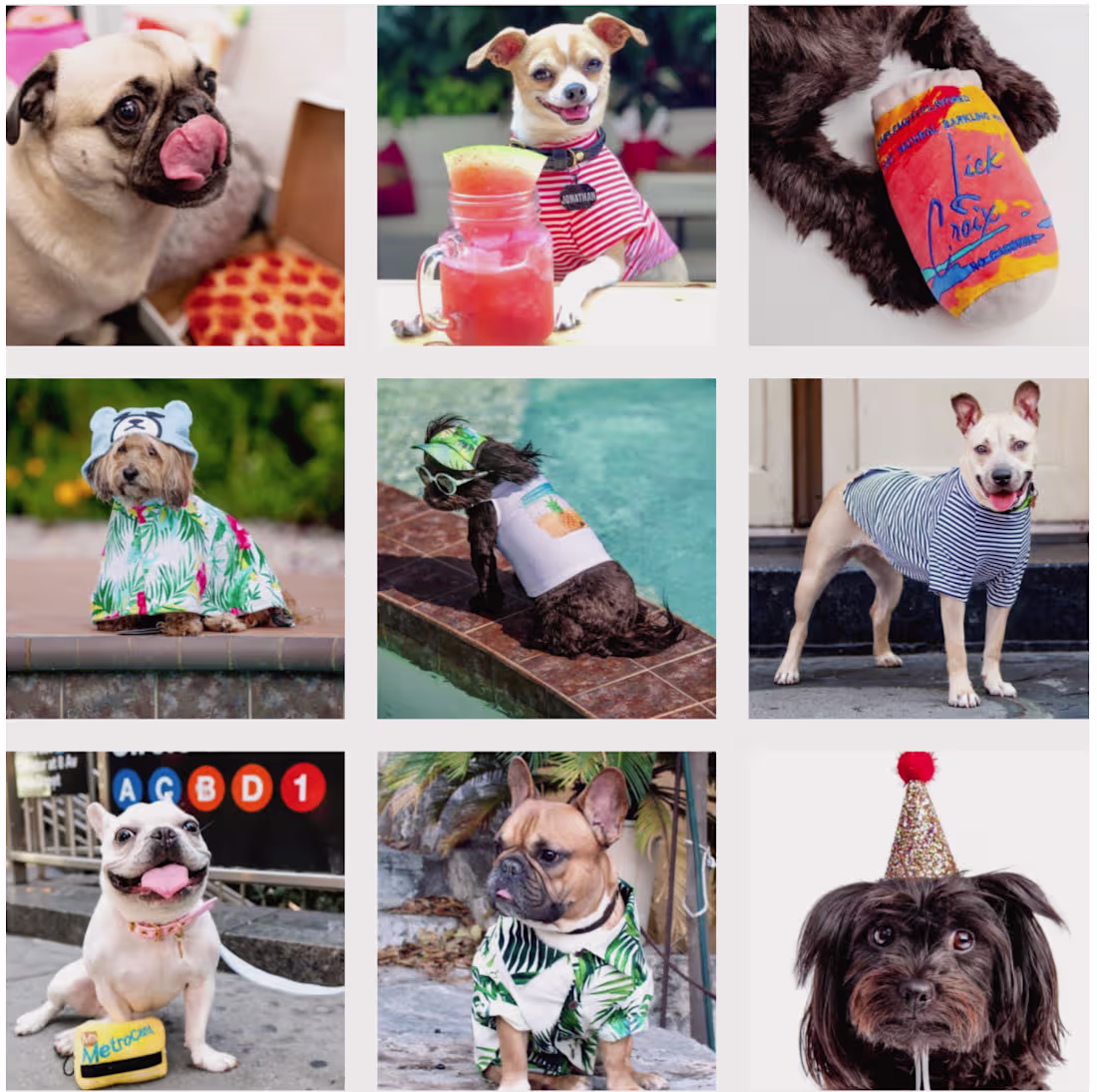 Cover image for Dog and Co