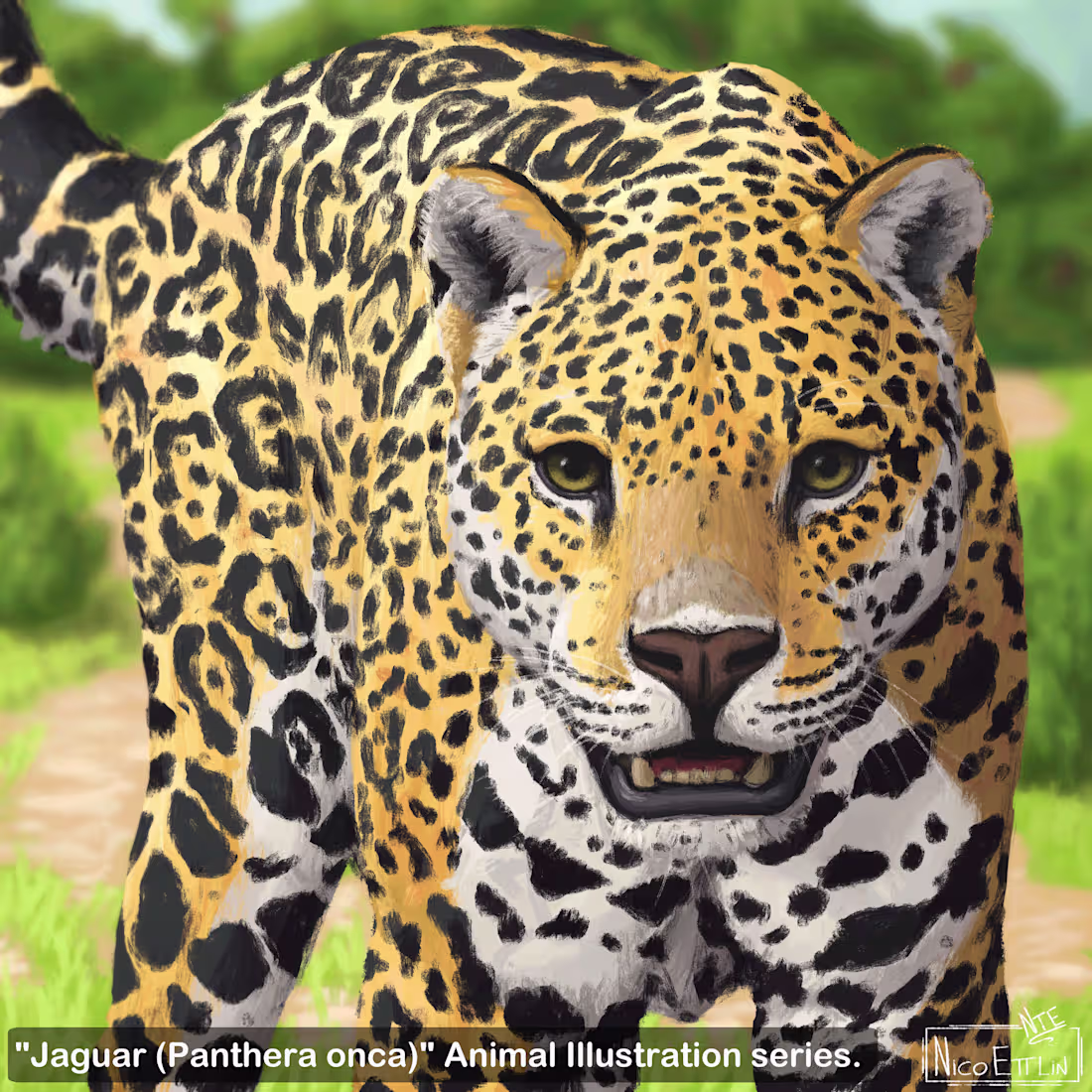 Cover image for Animal Illustrations Portfolio