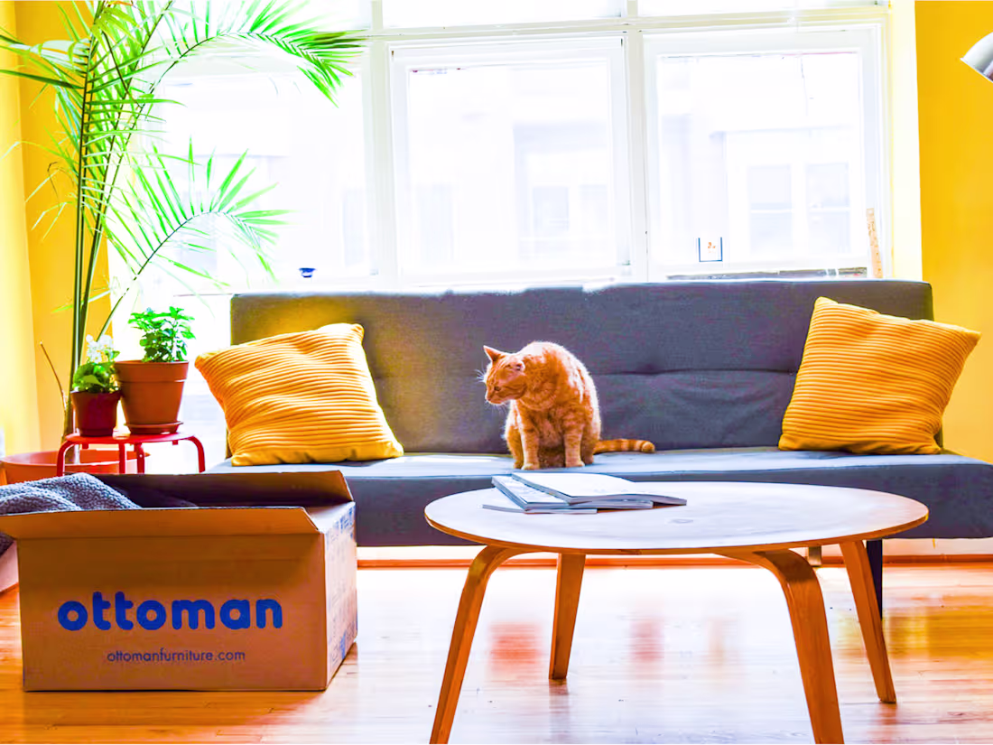 Cover image for Brand Design for a Pet-Friendly Furnishing Company