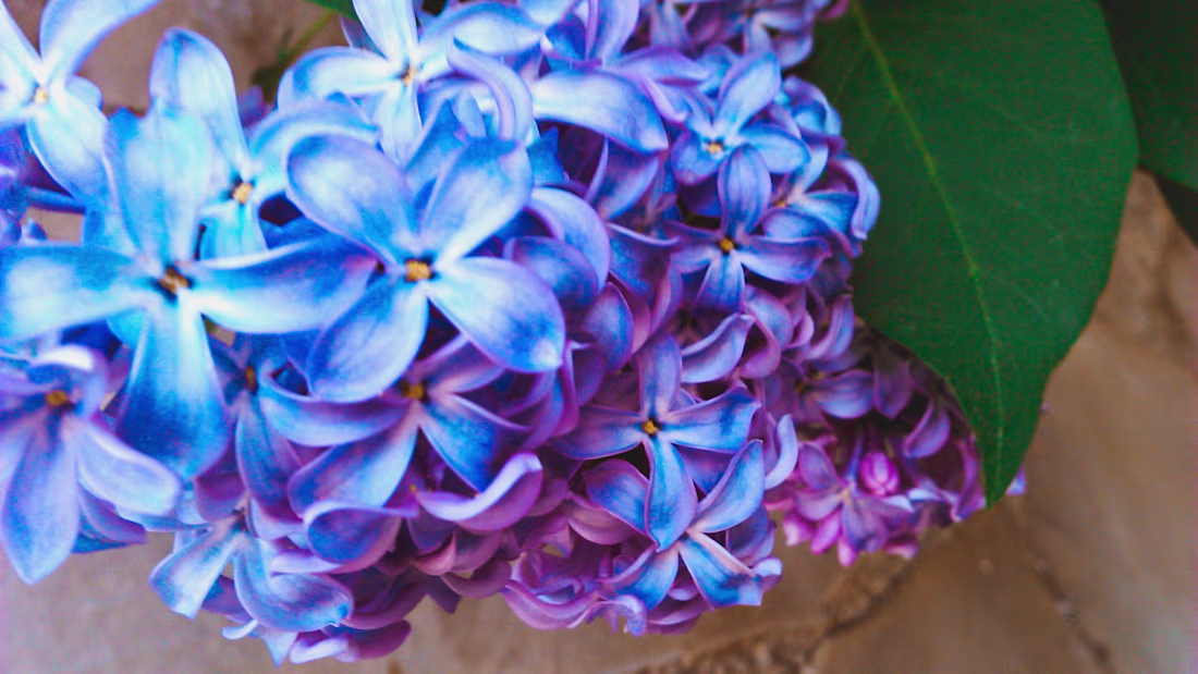 Cover image for Flower Power