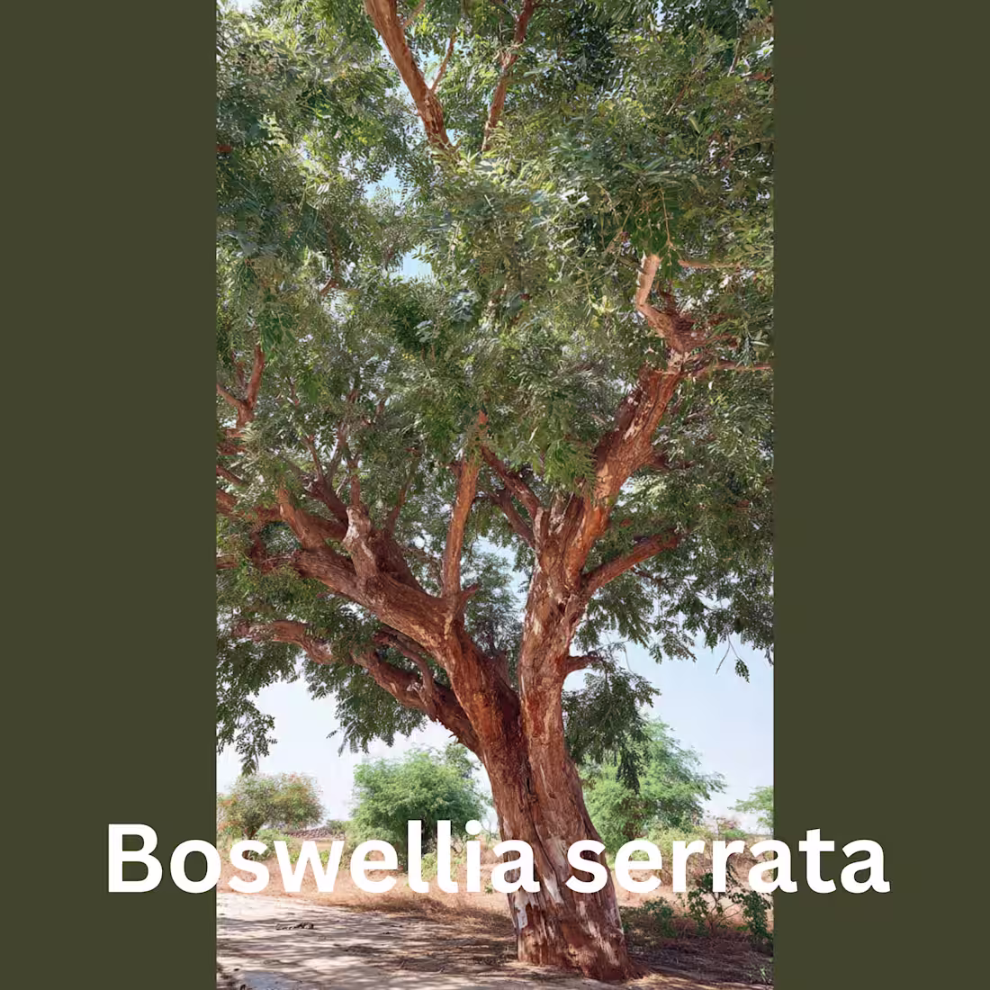 Cover image for Scientific Content Ghostwriting Sample: Frankincense Need a ...