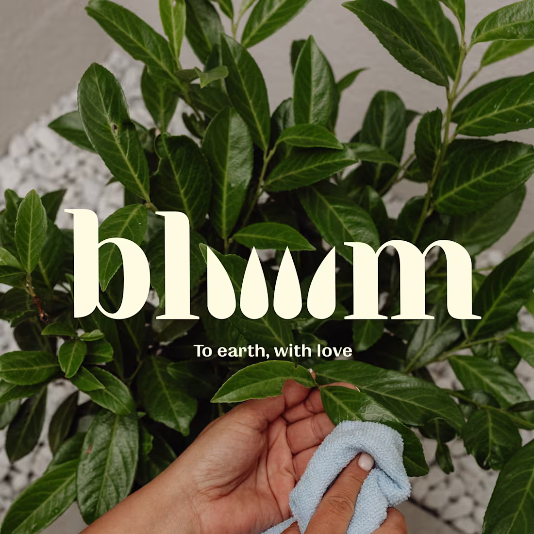 Cover image for bloooom | Branding and Packaging
