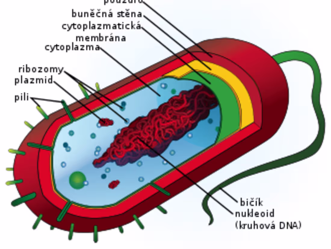 Cover image for Excited to share my latest mall demo project: "Bacterial Dru...