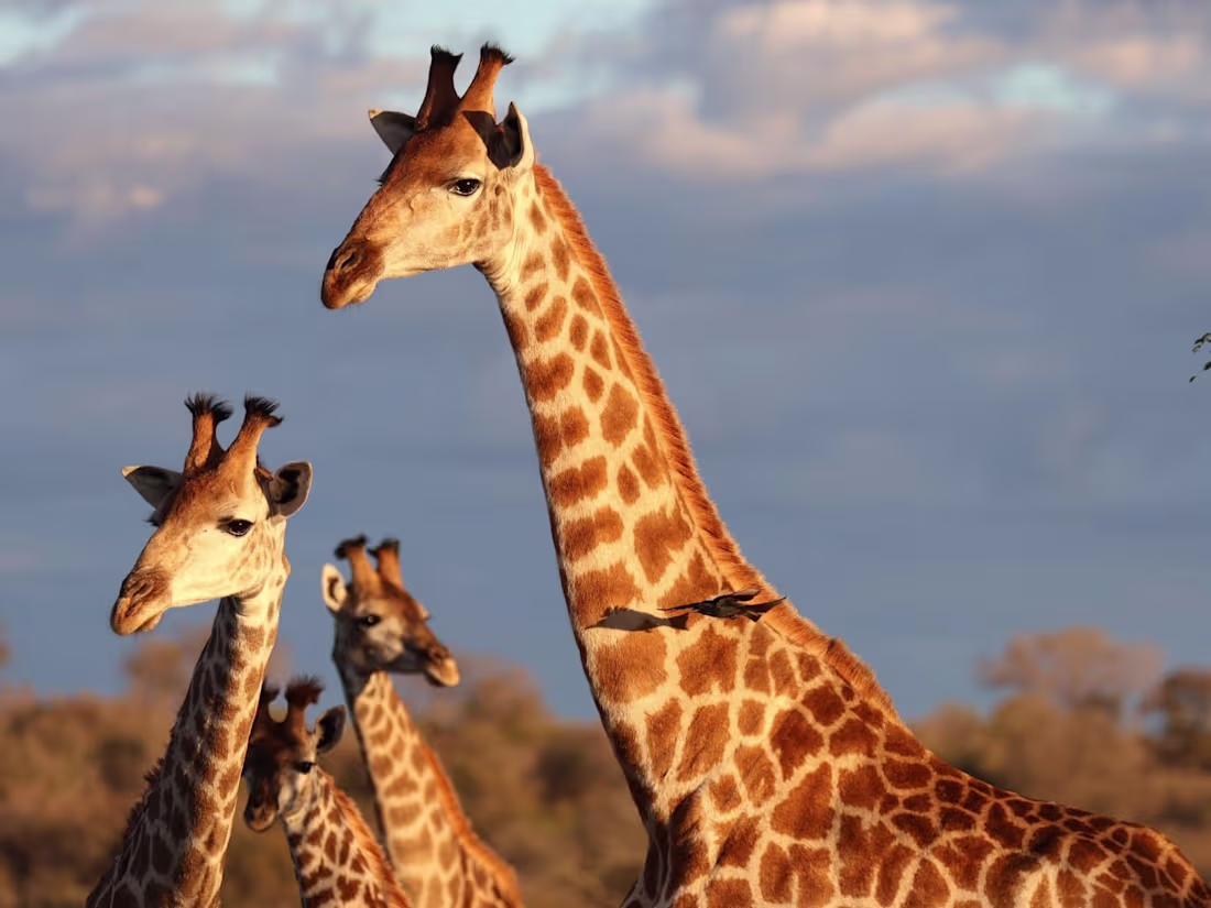 Cover image for Pyappon photos, images, assets