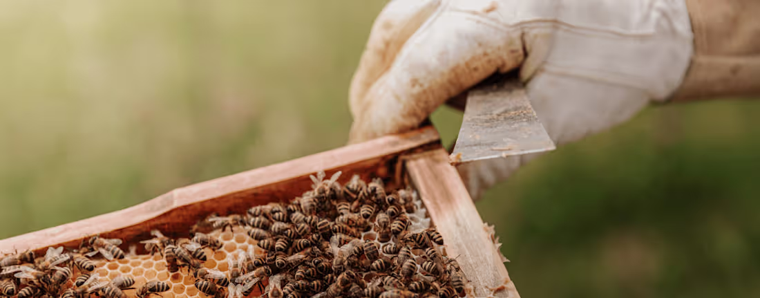 Cover image for Don't worry, bee hone