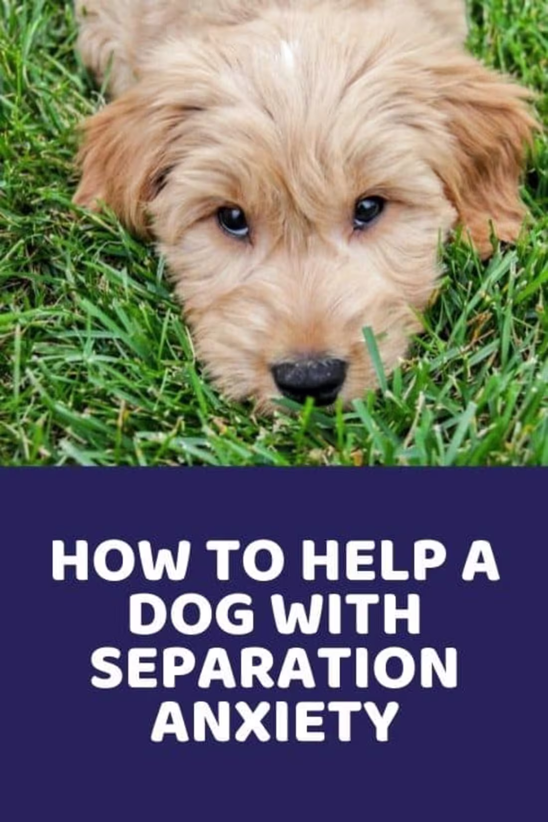 Cover image for How To Help A Dog With Separation Anxiety - Doodle Doods
