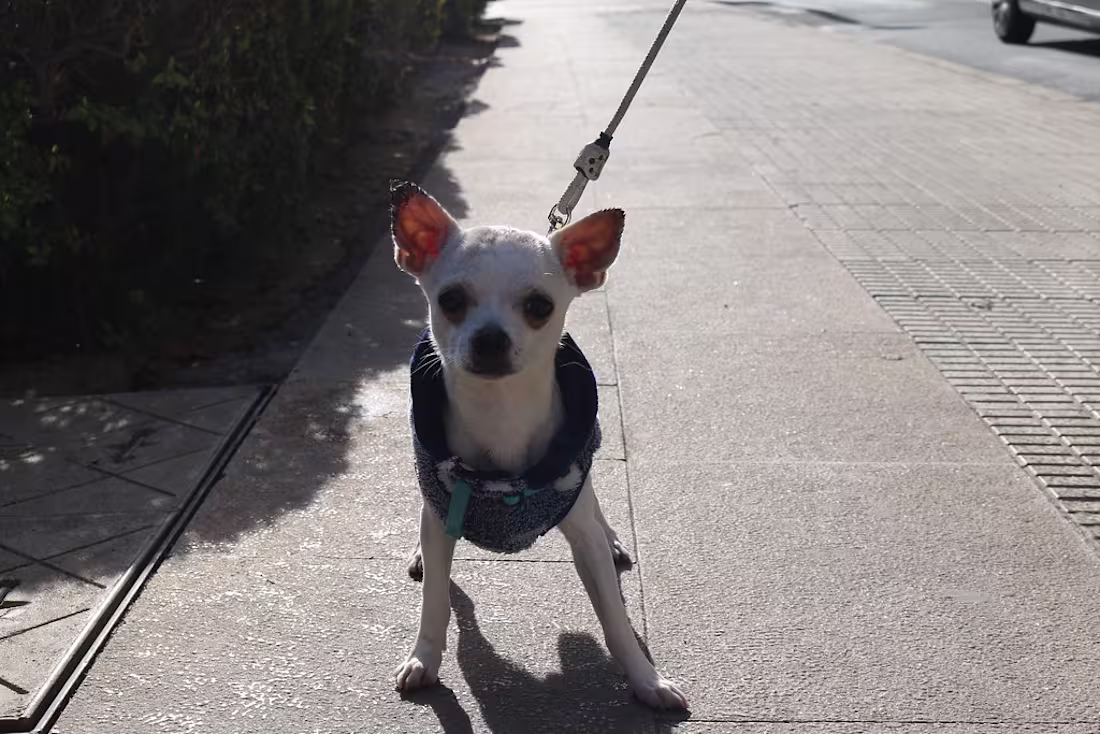 Cover image for perros de españa | Flickr