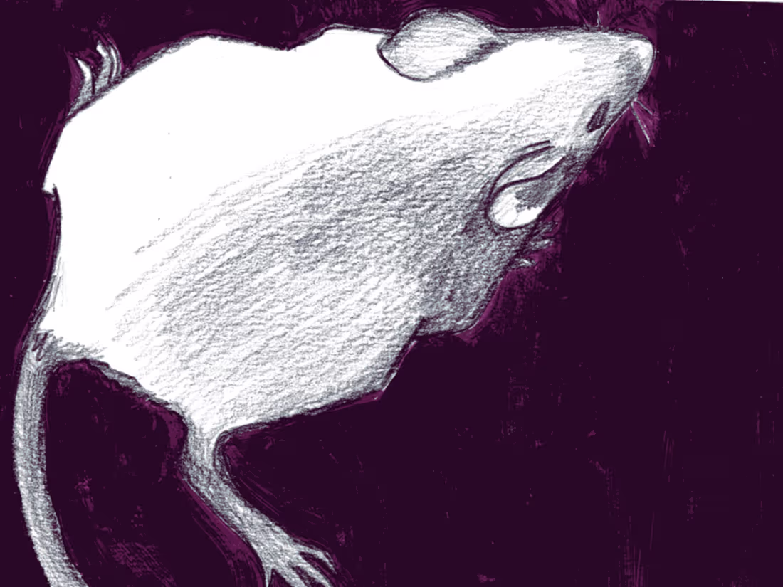 Cover image for Mouse Series